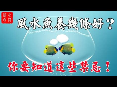 養魚隻數|2024年魚缸養魚數量吉凶解析